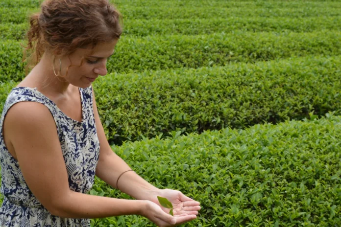 Photo- Genuine Tea website