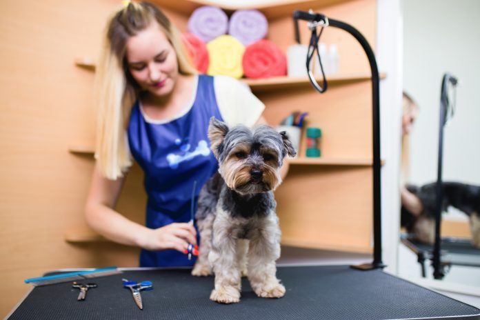 Splash and Dash Images - Dog Grooming 2