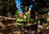 Starbucks reaches milestone of 100 million coffee trees donated to farmers to support the future of coffee Starbucks photo