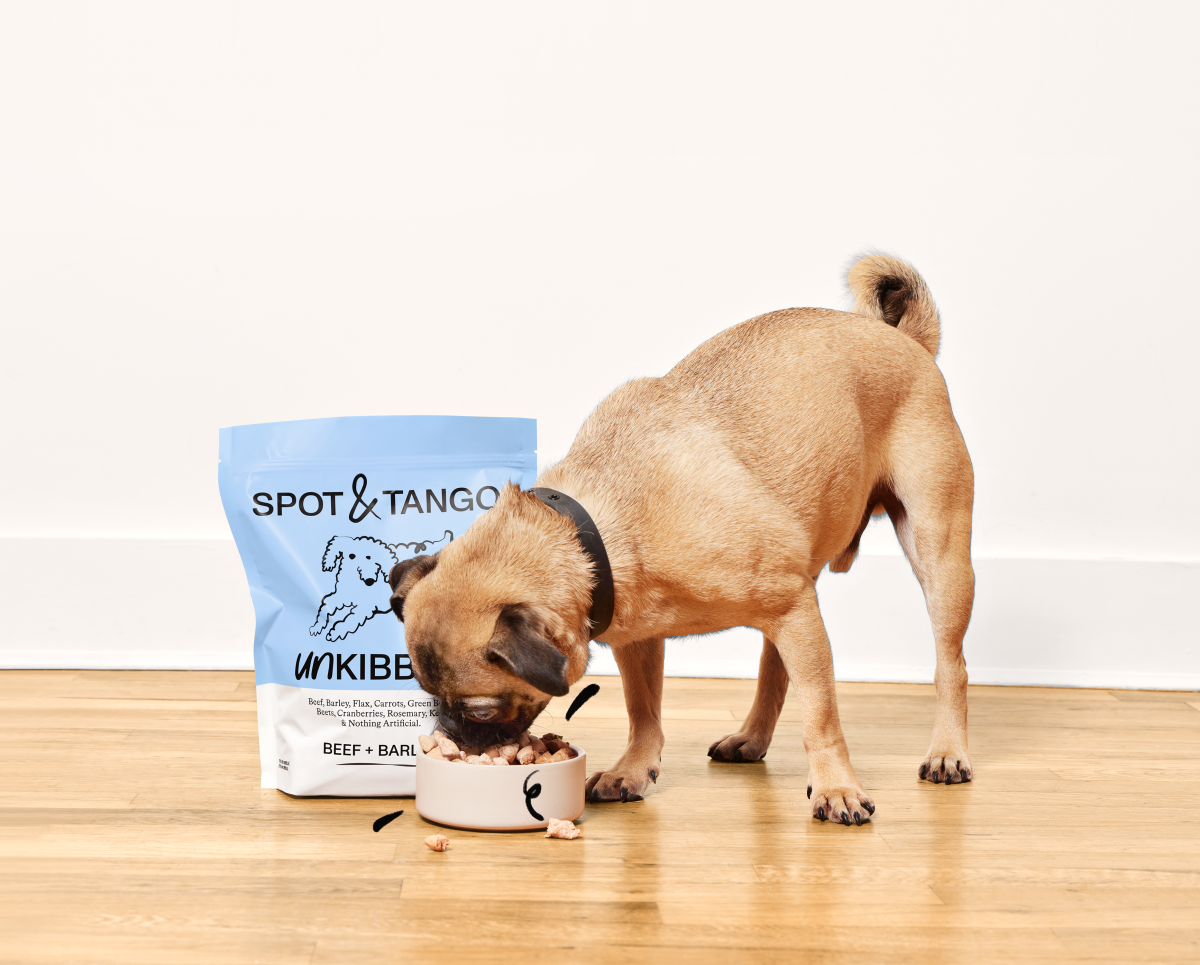 Spot & Tango photo
