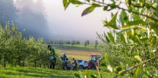 Canada’s only commercial olive farm on Salt Spring Island to be sold through online auction CLHbid.com photo