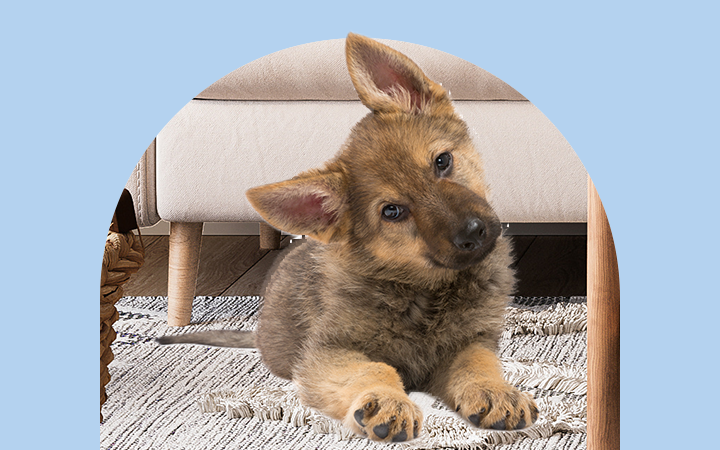 Petsecure photo