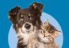 Petsecure photo