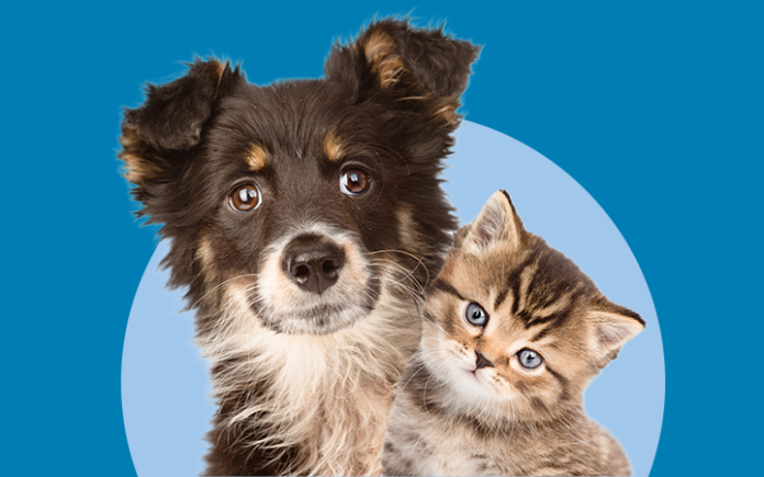 Petsecure photo Petsecure photo