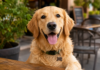 Dog Menus Could Boost Restaurant Visits and Spending, TMU Study Finds