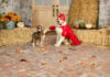 PetSmart launches 2026 Halloween collection for Canadian pets PetSmart photo