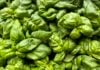Ottawa announces nearly $895,000 for Calgary clean-tech project aimed at indoor agriculture Hydragreens photo