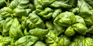 Ottawa announces nearly $895,000 for Calgary clean-tech project aimed at indoor agriculture Hydragreens photo