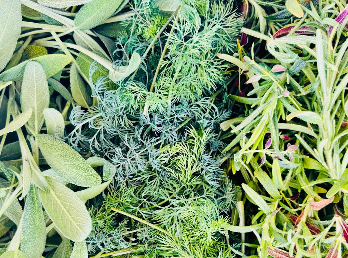 Hydragreens photo