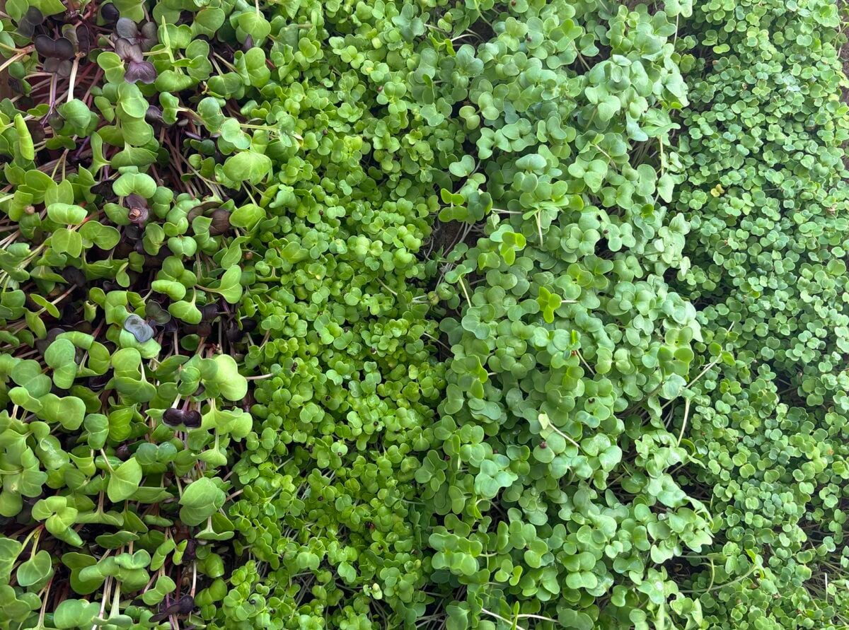 Hydragreens photo