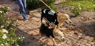PetSmart plans free Halloween events at Canadian stores PetSmart photo
